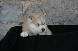 SIBERIAN HUSKY 1045